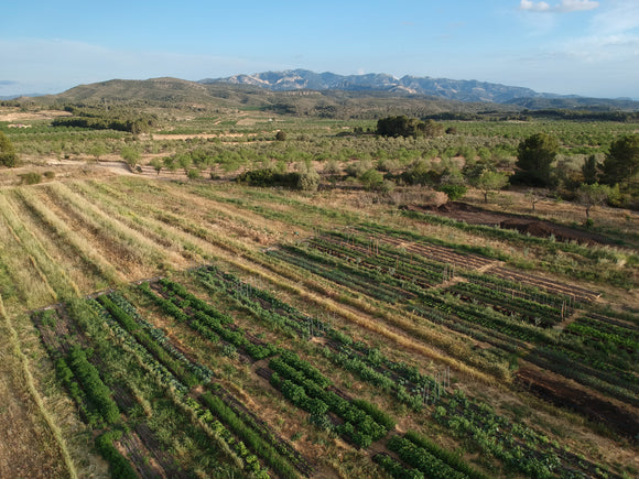 Drone shot market garden