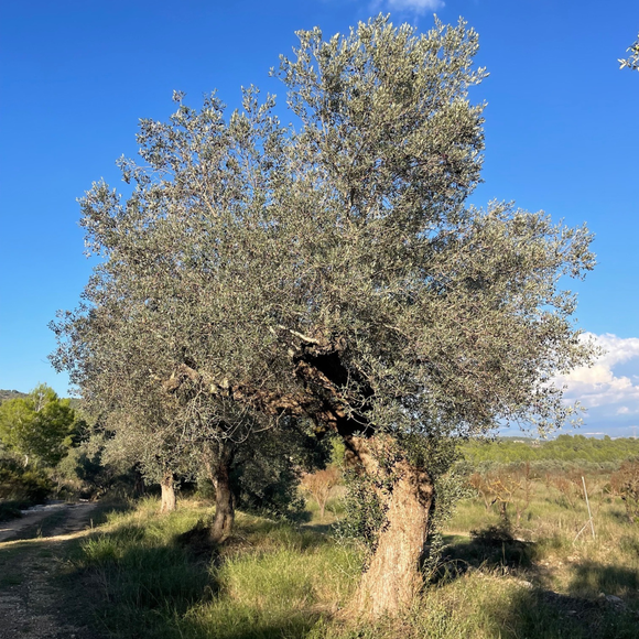 Adopt an Olive Tree & receive 5L of Olive Oil
