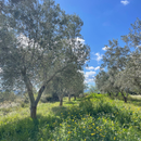 Adopt an Olive Tree & receive 5L of Olive Oil-3