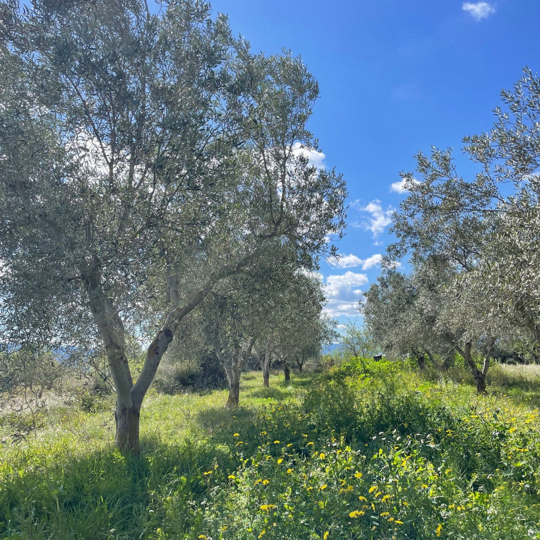 Adopt an Olive Tree & receive 5L of Olive Oil