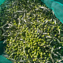 Adopt an Olive Tree & receive 5L of Olive Oil-2