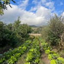 Farm Tour 10th January 11:00-3